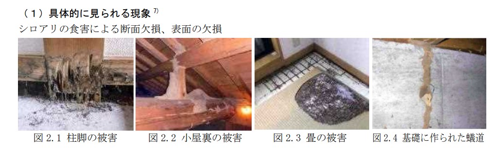 シロアリ被害